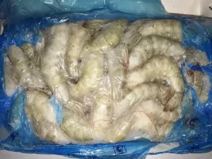 White Shrimp HLSO 26/30 (6/4lb) 24lb Ecuador